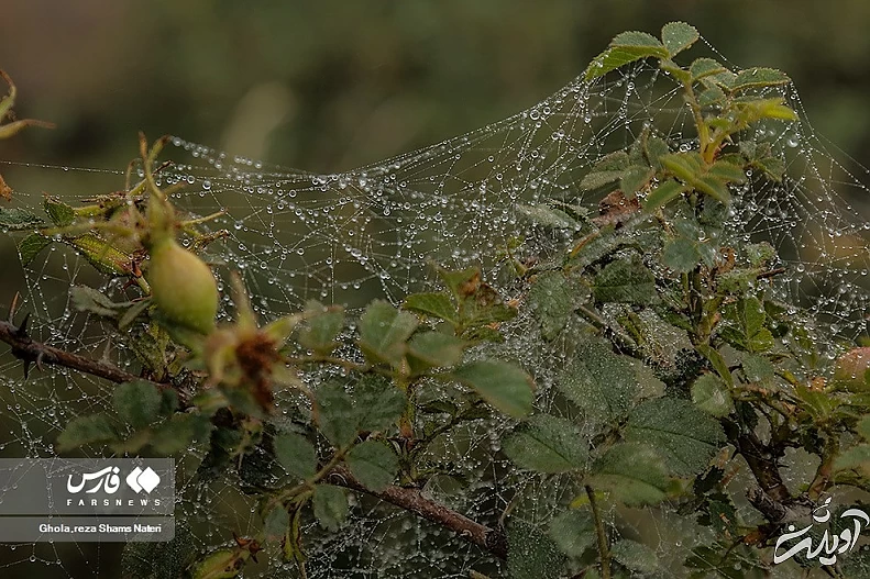 (تصاویر) همنشینی قطرات شبنم با تارهای عنکبوت